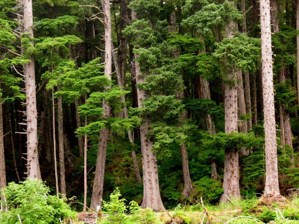 258673Yellow_cedar