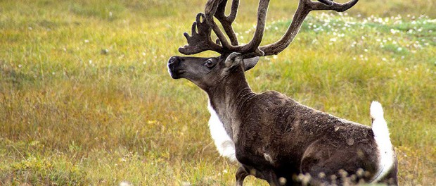 Caribou-620x264