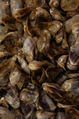 PacificOysterSeed