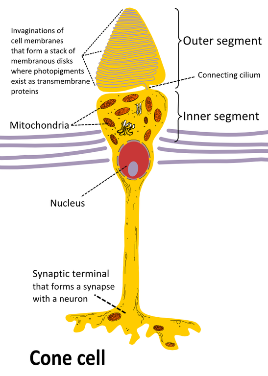 Cone_cell_eng