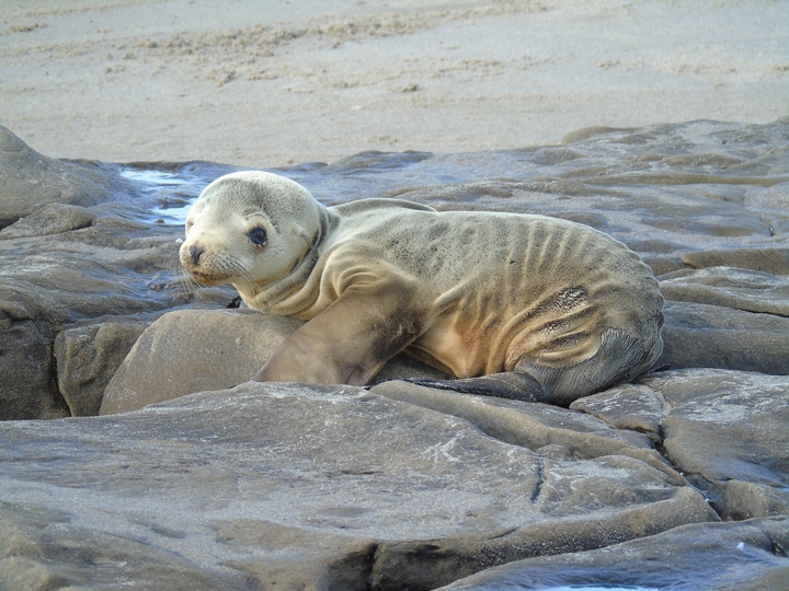 3_26_15_Brian_SeaLionPupFeb2015_720_540_s_c1_c_c