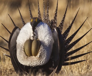 SageGrouse