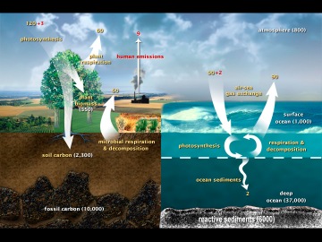 CarbonCycle