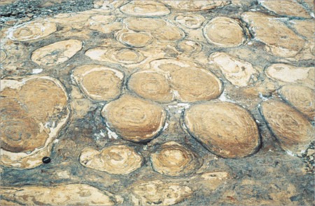 Stromatolites