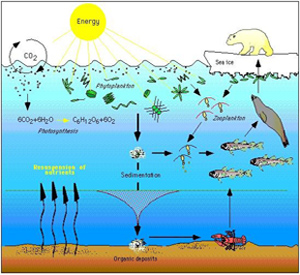 ArcticMarineFoodWeb