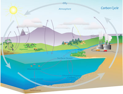 carbon_cycle_main