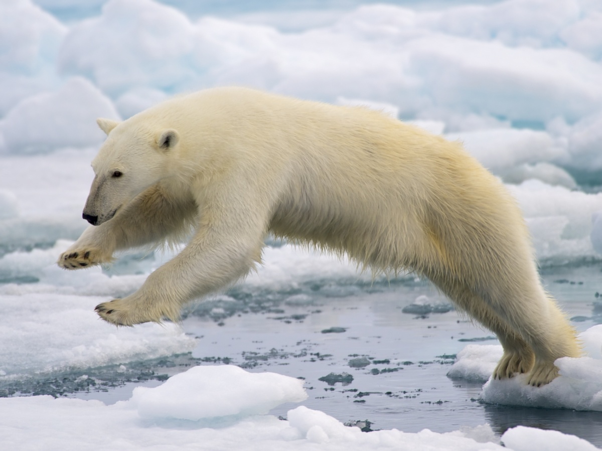 PolarBearNPS