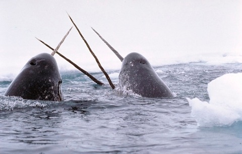 Narwhals_breach