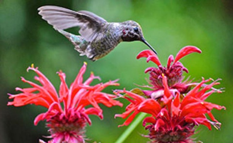 web_apa_2011_19255_154349_stephenbenzon_annas_hummingbird_kk