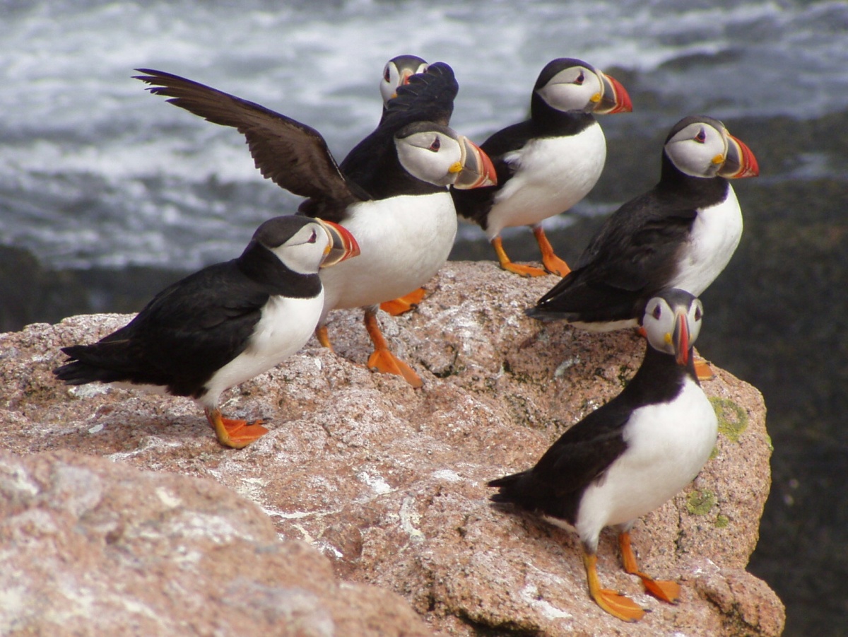 AtlanticPuffinsUSFWS