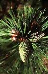 pine_cone_100