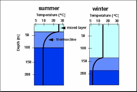 Thermocline