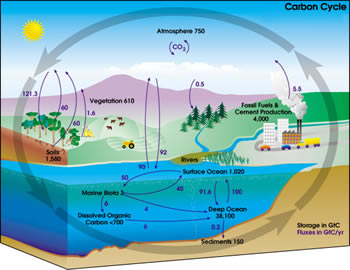 carbon_cycle_small