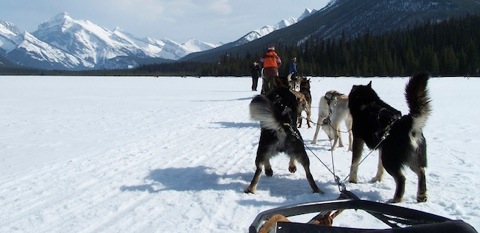 dog-sled