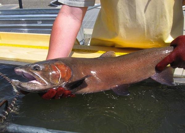 lahontan_cutthroat_trout_small